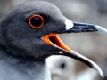 Swallow-tailed Gull