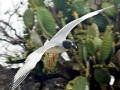 Swallow-tailed Gull