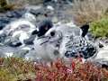 Swallow-tailed Gull