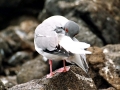 Swallow-tailed Gull