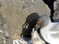 Swallow-tailed Gull