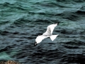 Swallow-tailed Gull