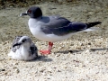 Swallow-tailed Gull