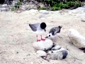 Swallow-tailed Gull