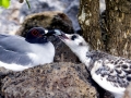 Swallow-tailed Gull