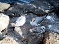 Swallow-tailed Gull