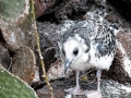 Swallow-tailed Gull