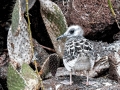Swallow-tailed Gull