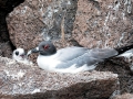 Swallow-tailed Gull