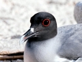 Swallow-tailed Gull
