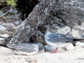 Swallow-tailed Gull