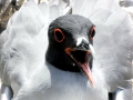 Swallow-tailed Gull