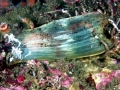 Swell Shark