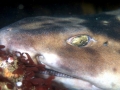 Swell Shark