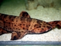 Swell Shark