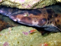 Swell Shark