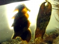 Swell Shark