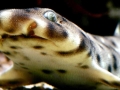 Swell Shark