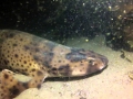 Swell Shark