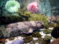 Swell Shark