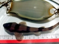 Swell Shark