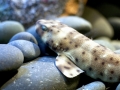 Swell Shark