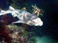 Swell Shark