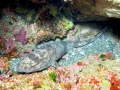 Swell Shark