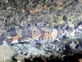 Swell Shark