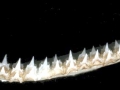 Swell Shark