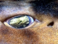 Swell Shark
