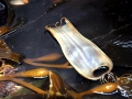 Swell Shark
