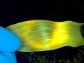 Swell Shark