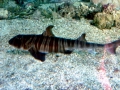 Swell Shark