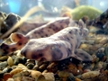 Swell Shark