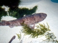 Swell Shark