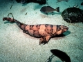 Swell Shark