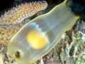 Swell Shark