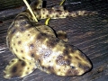 Swell Shark