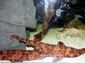 Swell Shark