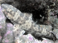Swell Shark