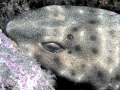 Swell Shark