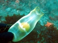 Swell Shark