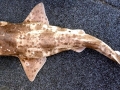 Swell Shark