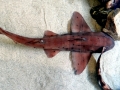 Swell Shark