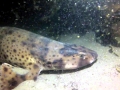 Swell Shark