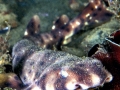 Swell Shark