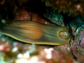 Swell Shark