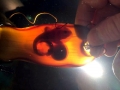 Swell Shark