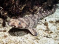 Swell Shark